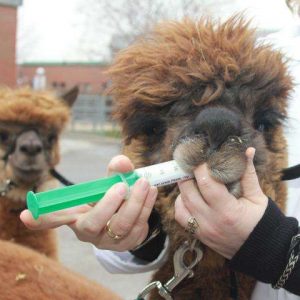 Alpaca parasite treatment, Pet Friendly essential oils